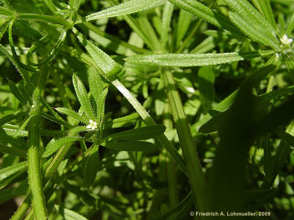 Galium aparine