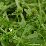 Galium aparine