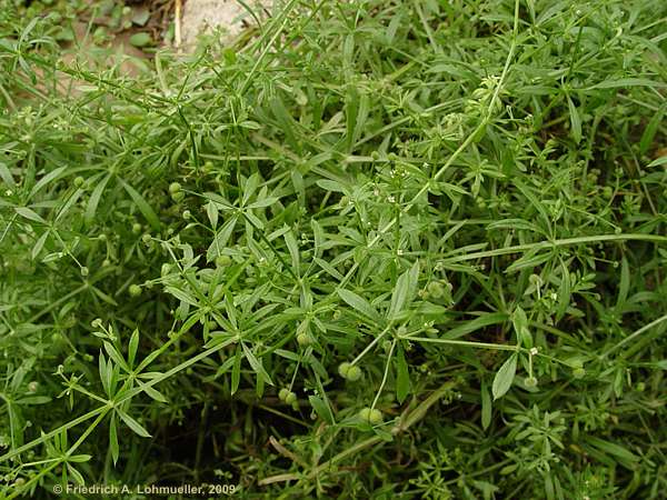 Galium aparine