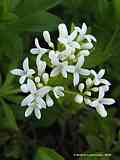 Galium odoratum