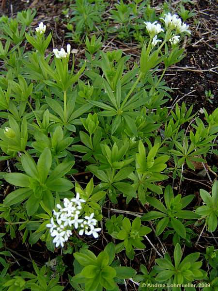 Galium odoratum