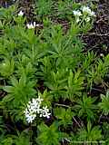 Galium odoratum