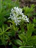 Galium odoratum