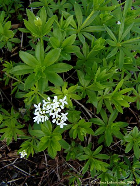 Galium odoratum