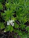 Galium odoratum