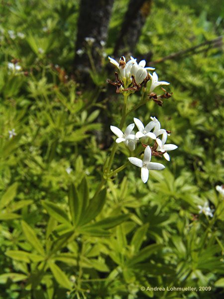 Galium odoratum