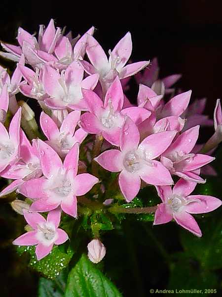 Pentas lanceolata