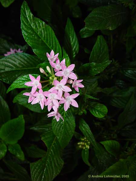 Pentas lanceolata