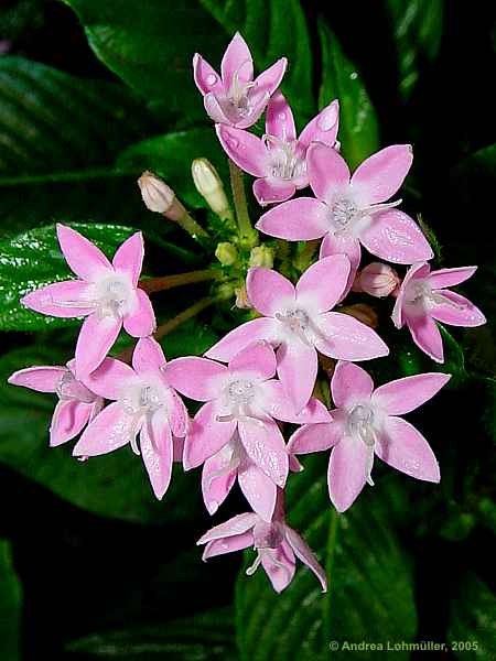 Pentas lanceolata