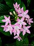 Pentas lanceolata