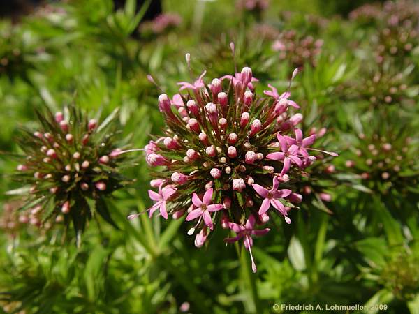 Phuopsis stylosa