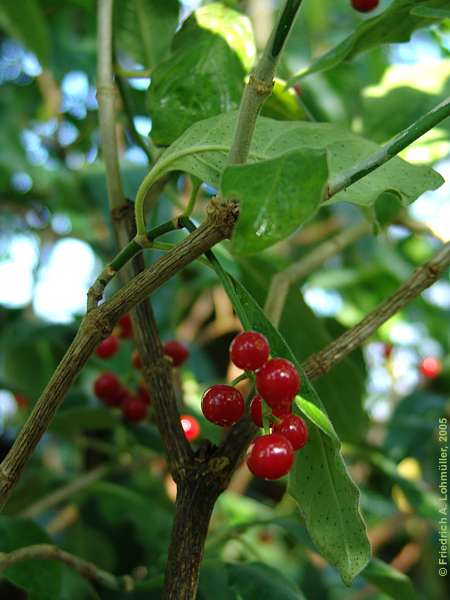 Psychotria nigra