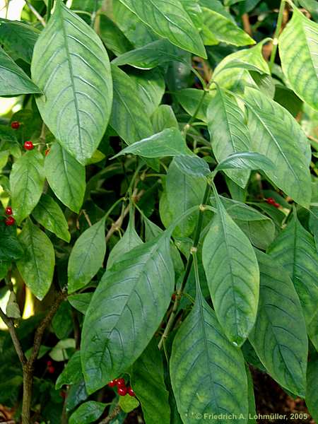 Psychotria nigra