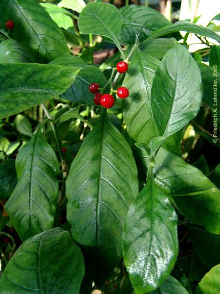 Psychotria nigra