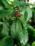 Psychotria nigra