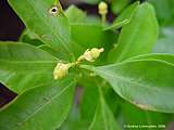 Citrus retuculata