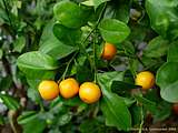 Citrus sinensis