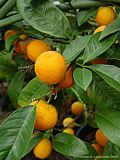 Citrus sinensis