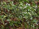 Poncirus trifoliata