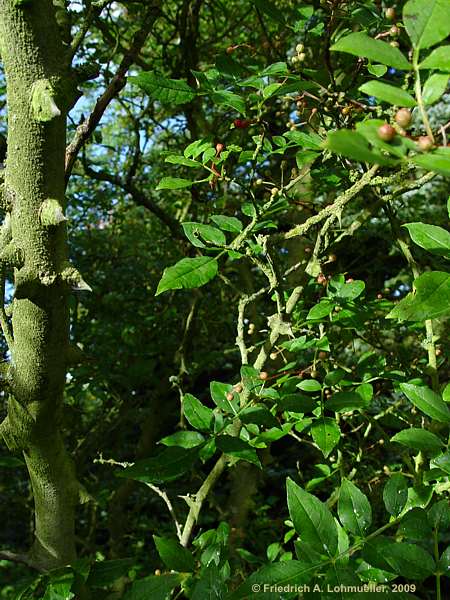 Zanthoxylum simulans