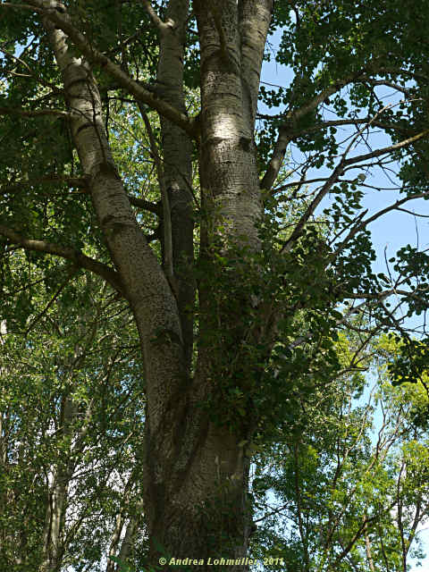 Populus alba
