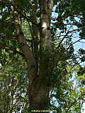 Populus alba