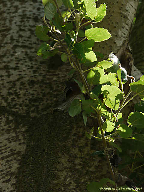 Populus alba