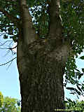 Populus alba