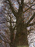 Populus x canadensis