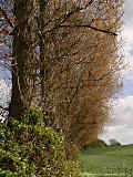 Populus x canadensis