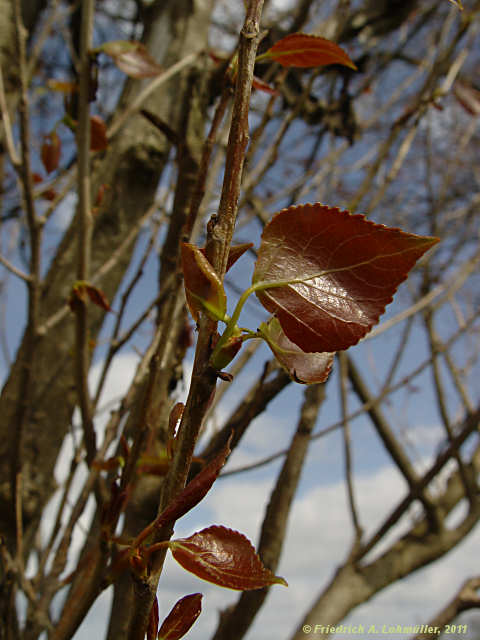 Populus x canadensis