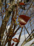 Populus x canadensis