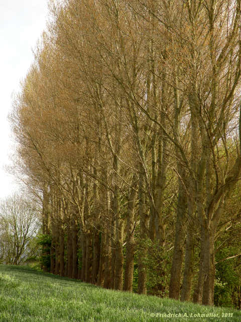 Populus x canadensis