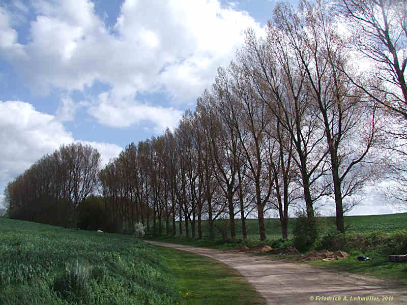 Populus x canadensis