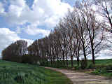 Populus x canadensis