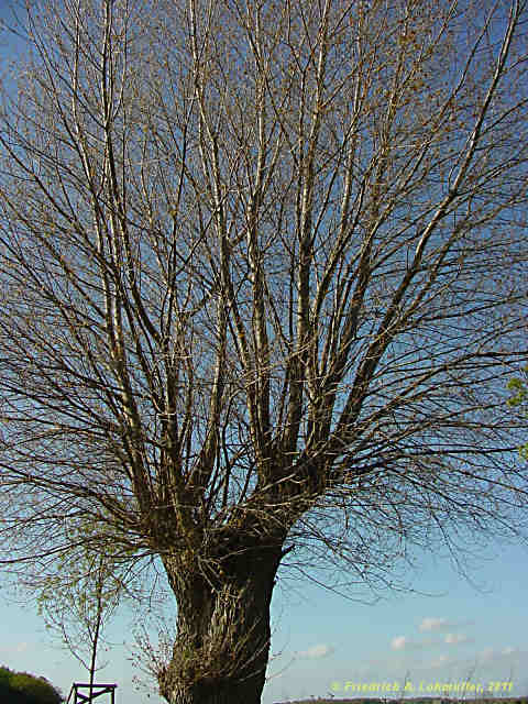 Salix fragilis