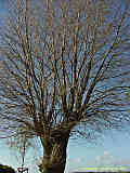 Salix fragilis