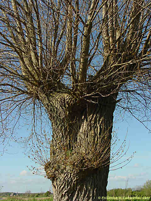 Salix fragilis