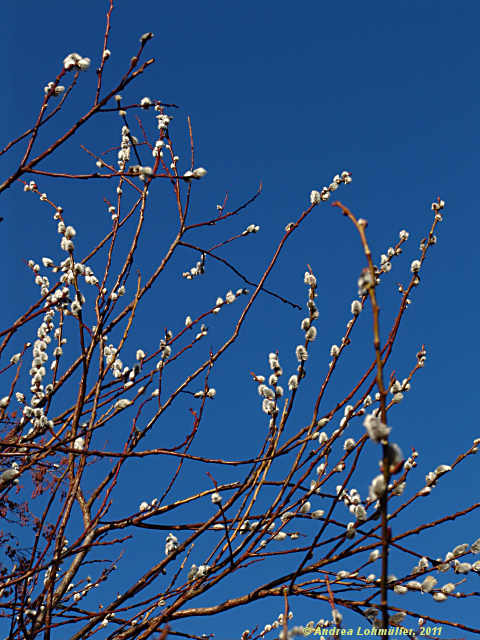 Salix fragilis