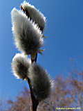 Salix fragilis