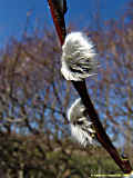 Salix fragilis