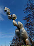 Salix fragilis