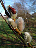 Salix fragilis