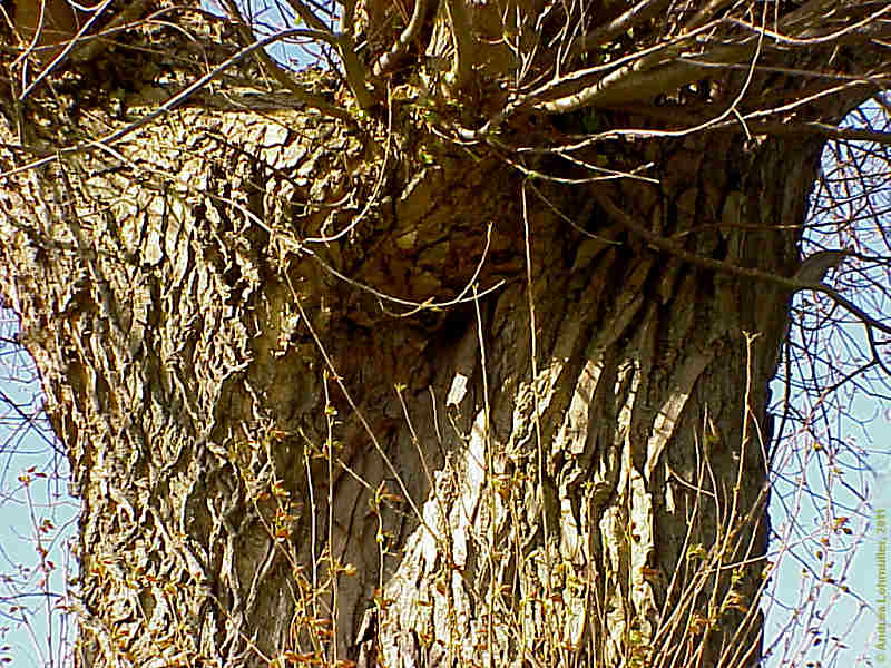 Salix fragilis