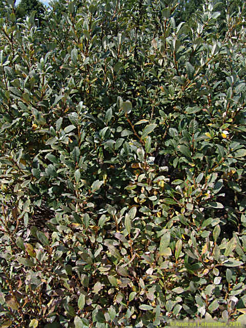 Salix helvetica