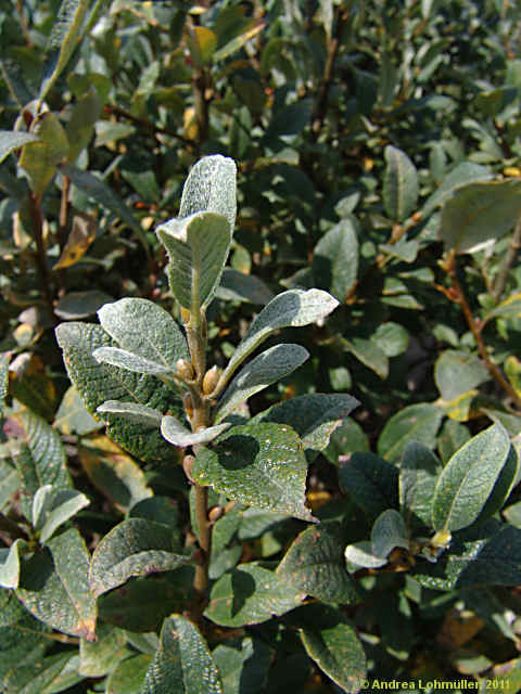 Salix helvetica