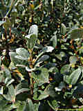 Salix helvetica