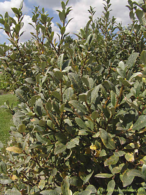 Salix helvetica