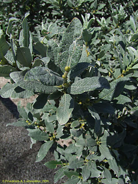 Salix helvetica