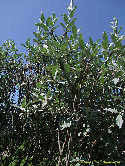 Salix helvetica